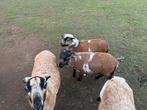Kameroen schaap bokjes, Dieren en Toebehoren, Schaap