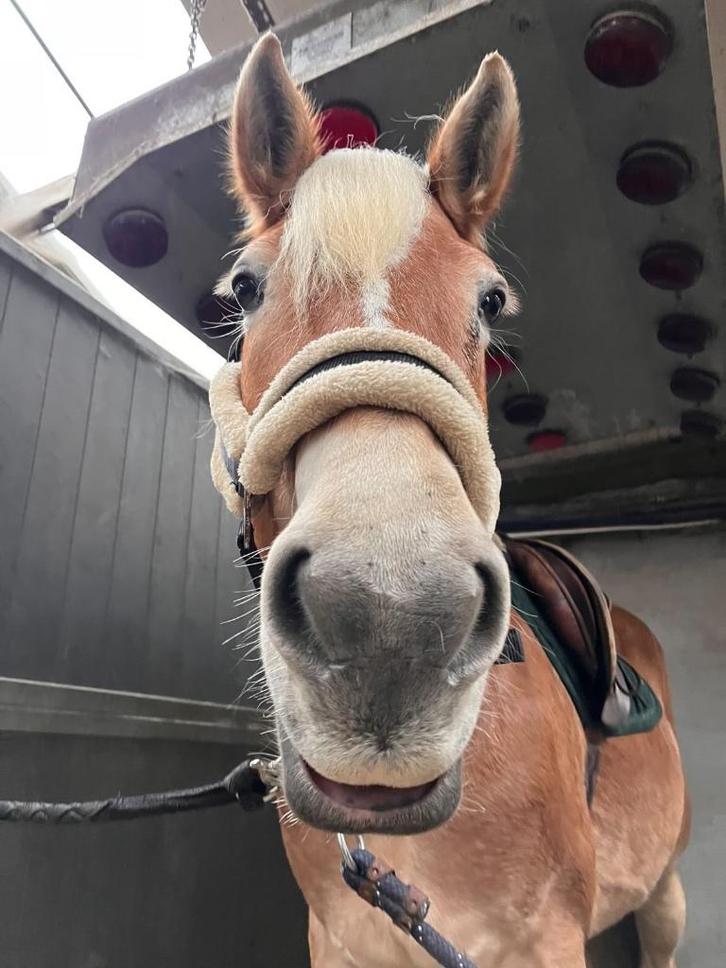 12 jarige haflinger merrie, Animaux & Accessoires, Chevaux, Jument, Moins de 160 cm, 11 ans ou plus, Cheval de récréation, Avec pedigree