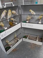 Mooien groote gezonde vogels, Dieren en Toebehoren