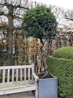 Laurier op gedraaide stam + bak, Tuin en Terras, Ophalen, In pot, 100 tot 250 cm