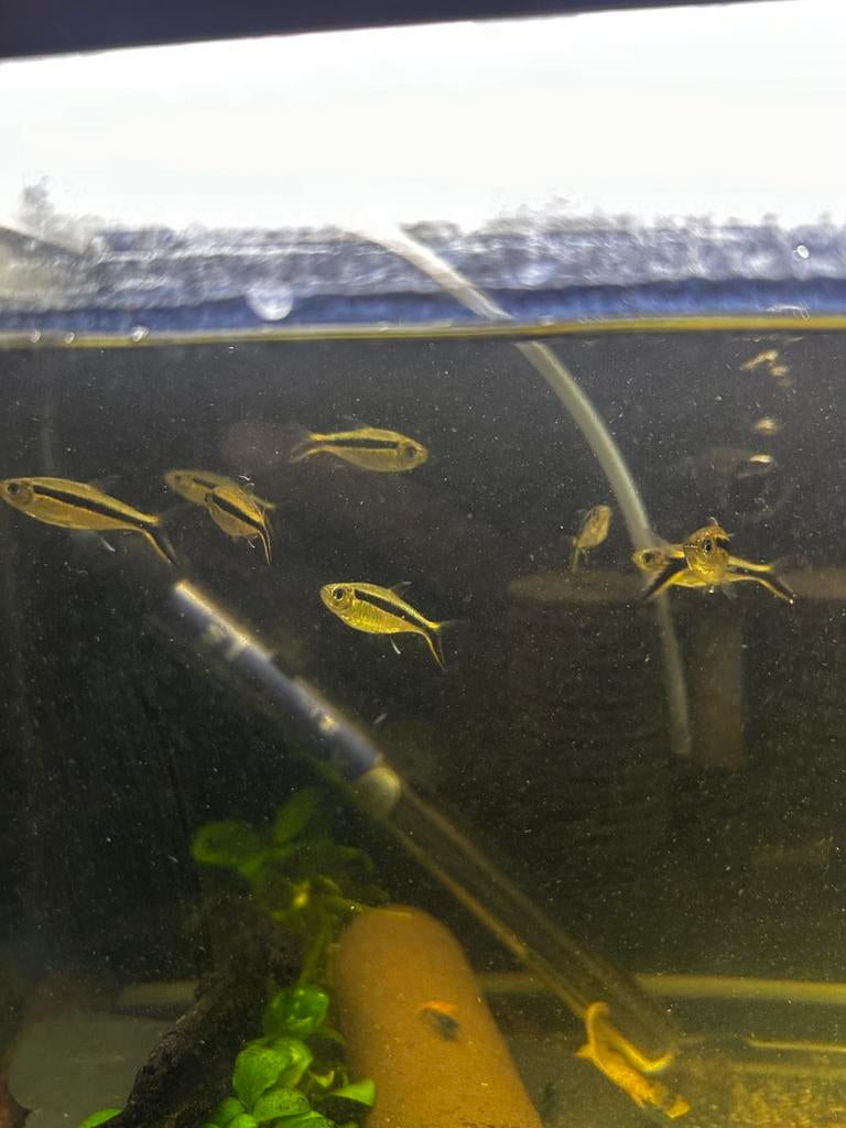 Tetra noir fluo, Poisson, Poisson d'eau douce, Banc de poissons