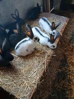 Jonge groot lotharingers / reuzevlinders, Dieren en Toebehoren, Konijnen, Meerdere dieren, Groot, 0 tot 2 jaar