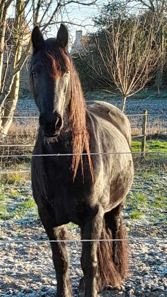 Paard te koop, Dieren en Toebehoren, Paarden, Merrie, B, 7 tot 10 jaar, Recreatiepaard, Gechipt, Ontwormd, Ingeënt