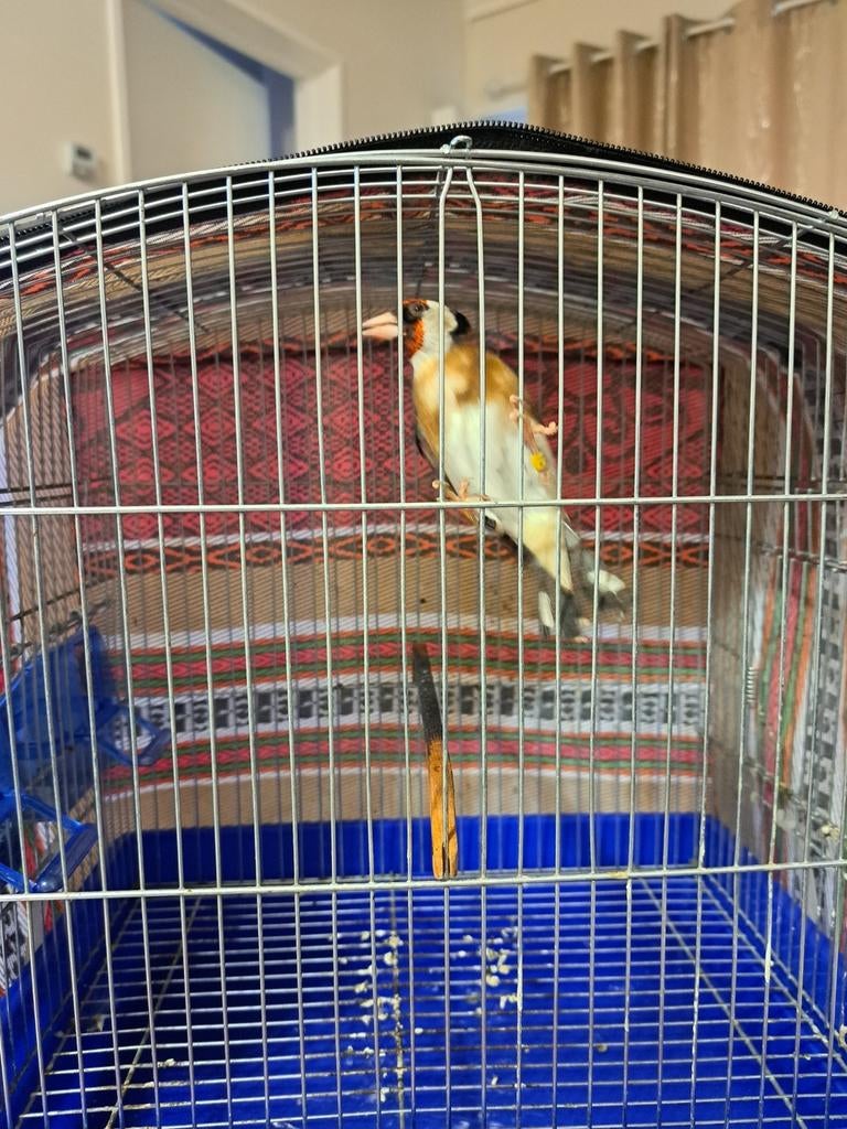 Chardonneret mâle Parva, Animaux & Accessoires