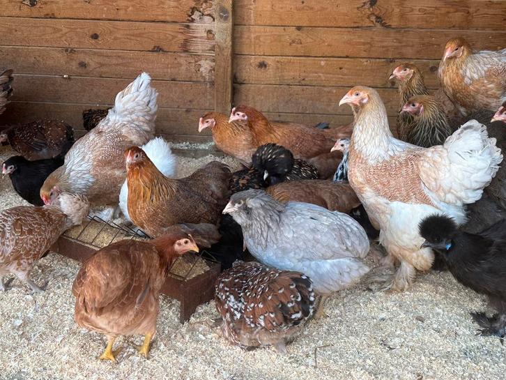 Cochin krielen verschillende kleuren, Dieren en Toebehoren, Pluimvee