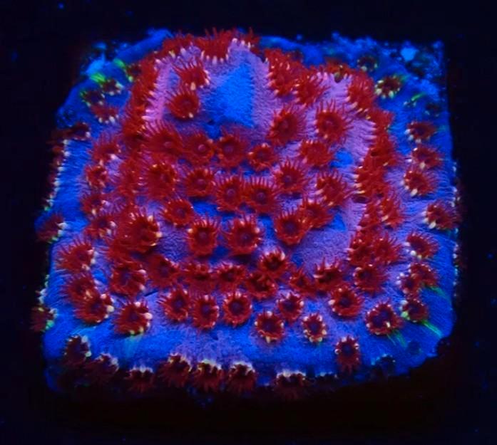 Stekken, Dieren en Toebehoren, Vissen | Aquariumvissen