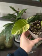 Monstera aurea, Maison & Meubles, Enlèvement ou Envoi