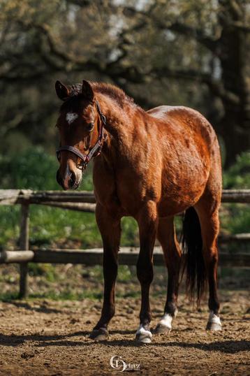 Quarters te koop - AQHA  beschikbaar voor biedingen
