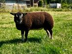 Dassenkop Texel ramlammeren, Dieren en Toebehoren