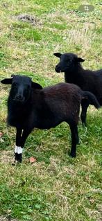Kameroen ram te koop, Dieren en Toebehoren, Schapen, Geiten en Varkens, Geit