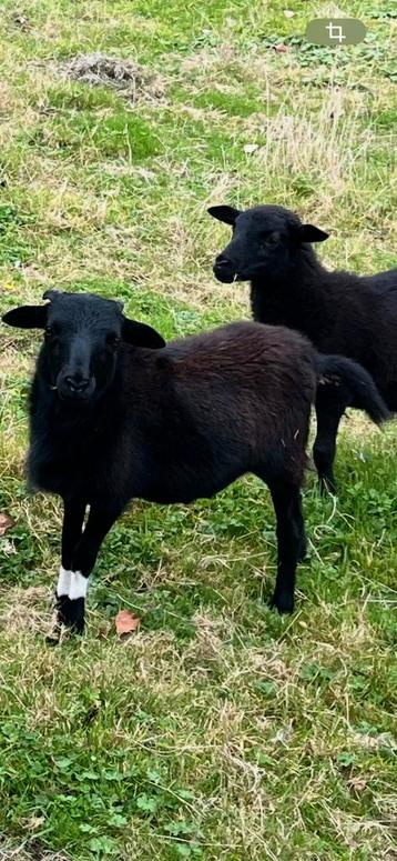 Kameroen ram te koop beschikbaar voor biedingen