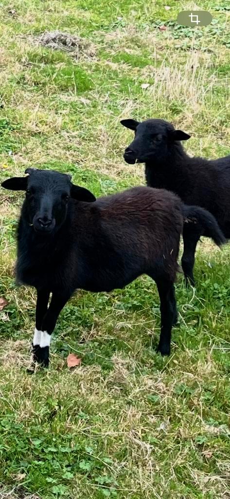 Kameroen ram te koop, Dieren en Toebehoren, Schapen, Geiten en Varkens, Geit