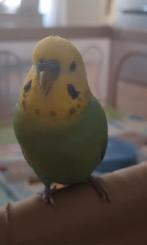 Perruche mâle arc en ciel, Mâle