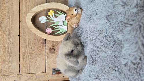 Minilops, Dieren en Toebehoren, Konijnen