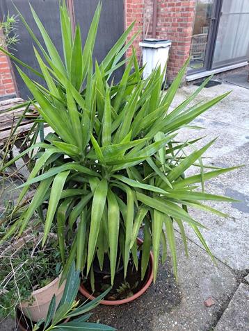 Grande plante de yucca.