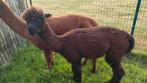 Alpaca donkerbruin hengstje, Dieren en Toebehoren, Overige Dieren, Juni, Mannelijk
