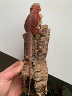 Pogona red, Dieren en Toebehoren, Reptielen en Amfibieën, Hagedis, 0 tot 2 jaar