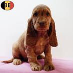 Schitterende Engelse Cockers met lieve uitstraling te koop, Dieren en Toebehoren, België, Handelaar, CDV (hondenziekte), 8 tot 15 weken