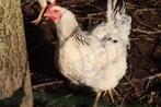kuikens kruising witte leghorn en Sussex kip, Kip, Meerdere dieren