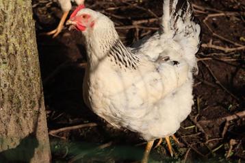 kuikens kruising witte leghorn en Sussex kip