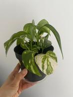 Scindapsus plant, Huis en Inrichting, Ophalen