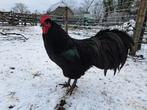 Australorp, Dieren en Toebehoren, Pluimvee