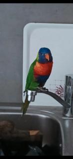 Lori blauwe bergen papegaai