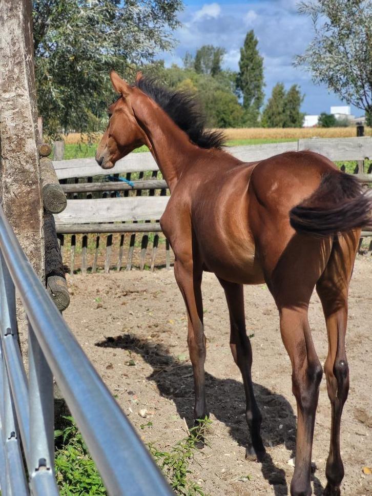 Dressuurveulen merrie, Dieren en Toebehoren, Paarden, Merrie, Onbeleerd, 170 tot 175 cm, 0 tot 2 jaar, Dressuurpaard, Met stamboom