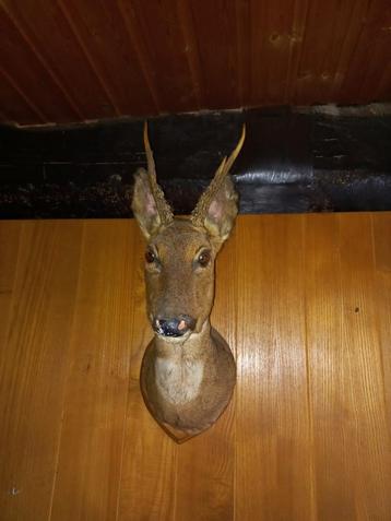 Opgezette hertenkop, Enlèvement, Comme neuf, Cerf, Bois ou Tête