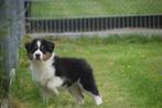 Australische herder pups, austalian shepherd, België, 8 tot 15 weken, CDV (hondenziekte), Meerdere