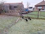 Loopeenden, Dieren en Toebehoren