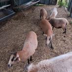 3 Kameroen ooien, Dieren en Toebehoren, Schapen, Geiten en Varkens