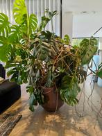 Monstera, Huis en Inrichting, Kamerplanten, Ophalen