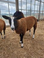 Zwartbles ooien