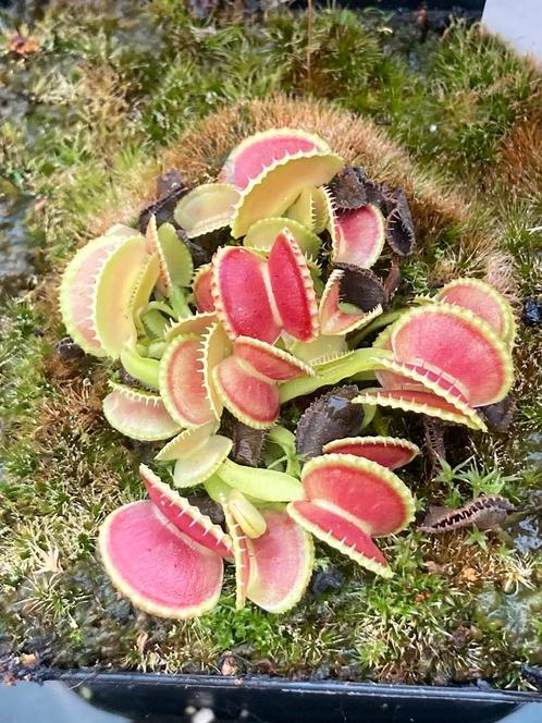 Vleesetende planten, Jardin & Terrasse, Plantes | Jardin, Enlèvement ou Envoi