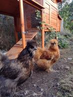 2 zijdehoenders met toebehoren, Vrouwelijk, Tam