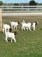 Boergeit lammeren, Dieren en Toebehoren, Schapen, Geiten en Varkens, Meerdere dieren, Geit, 0 tot 2 jaar