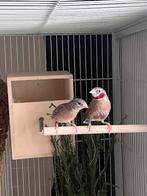 Koppel bandvinken, Dieren en Toebehoren, Vogels | Overige Vogels, Meerdere dieren, Tropenvogel