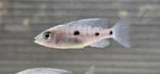 Copadichromis Mloto malawi cichliden, Dieren en Toebehoren, Vissen | Aquariumvissen, Vis, Zoetwatervis