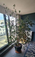 Ficus benjamina 2,20m hoog, Huis en Inrichting, Kamerplanten, Ophalen, Ficus, 200 cm of meer, Halfschaduw