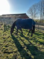 Ruiter gezocht, Dieren en Toebehoren, Paarden, Recreatiepaard