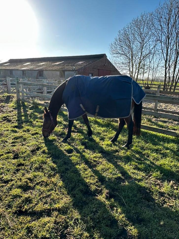 Ruiter gezocht, Dieren en Toebehoren, Paarden, Recreatiepaard