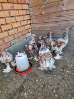 Brahma porselein kippen, Meerdere dieren, Kip