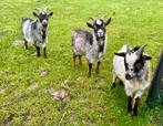 Hermelijn bokjes, Dieren en Toebehoren, Schapen, Geiten en Varkens, Mannelijk, Geit, 0 tot 2 jaar