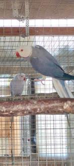 Perruche à collier halsband, Dieren en Toebehoren, Parkiet