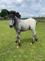 Leuk N.M.P.R.S  hengst veulen, Dieren en Toebehoren, 0 tot 2 jaar, Hengst, Onbeleerd, Recreatiepony