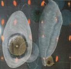 Brendan Kelly (1970): Flotsam 2005 (O/D, 59 x 58 cm), Antiek en Kunst, Kunst | Schilderijen | Modern, Ophalen of Verzenden