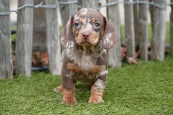 Prachtige kortharige dwerg teckel pups beschikbaar voor biedingen