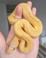 1.0 banana enchi pinstripe clown koningspython, Dieren en Toebehoren, Reptielen en Amfibieën