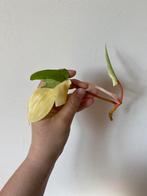 Philodendron florida beauty, Huis en Inrichting, Kamerplanten, Ophalen